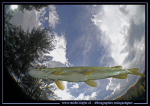Adult Pike Fish close to the surface... :O)... by Michel Lonfat 